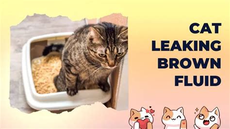 male cat leaking brown fluid|Cat Leaking Brown Fluid – Causes, Symptoms, and Treatment